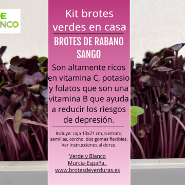Kit brotes rabano sango