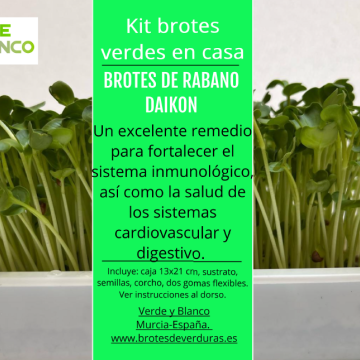 Kit brotes rabano daikon