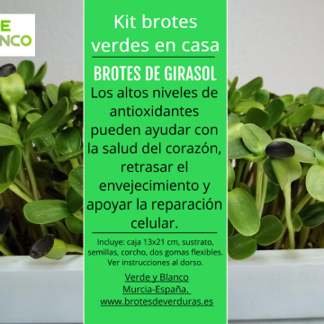 Kit brotes de girasol